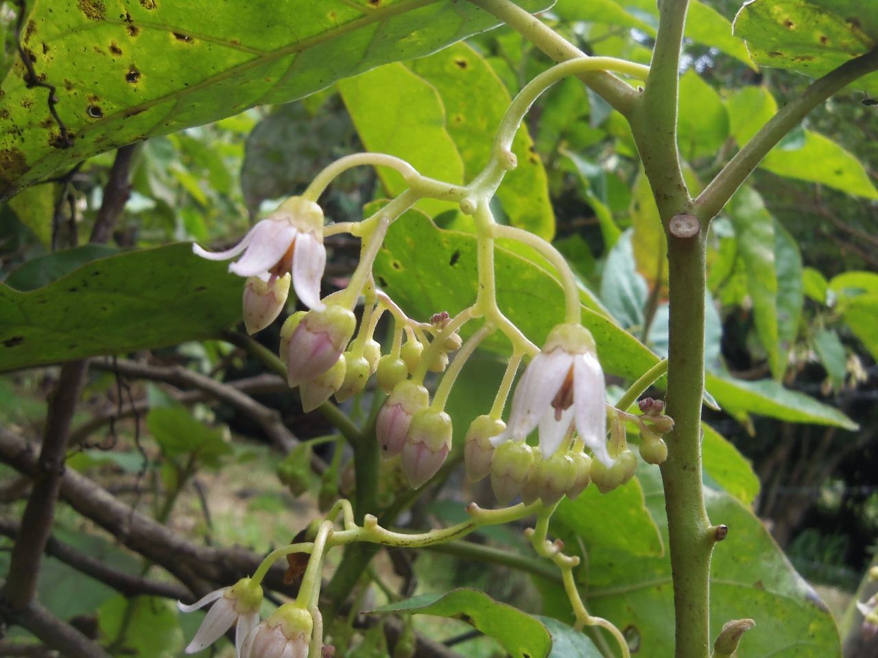 Solanum betaceum